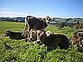 Mountain Farm Wittwer with Bed and Breakfast in Wertach
