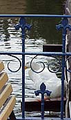Enten am Kanal