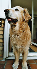 De hond van de gastvrouw
