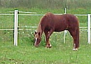 There are many paddocks in the vicinity