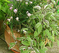 Dans la cour des herbes en saison- par ex. menthe, mélisse, sauge, basilique, ciboulette.