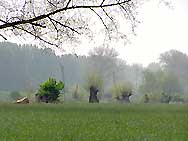 Nature (Field and trees)