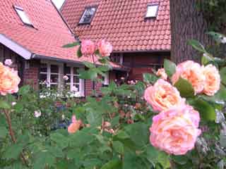 Rosen vor dem Haus