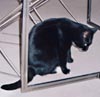 Katze
