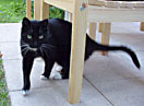 Katze