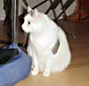 Katze