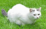 Katze