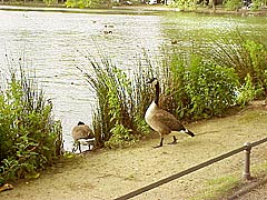 Schloßweiher