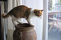 Die Katze des Hauses
